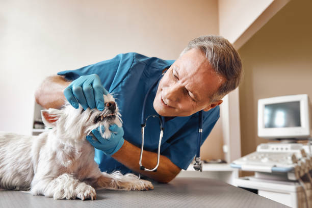 Best Same-Day Emergency Dentist in Robinhood, MS